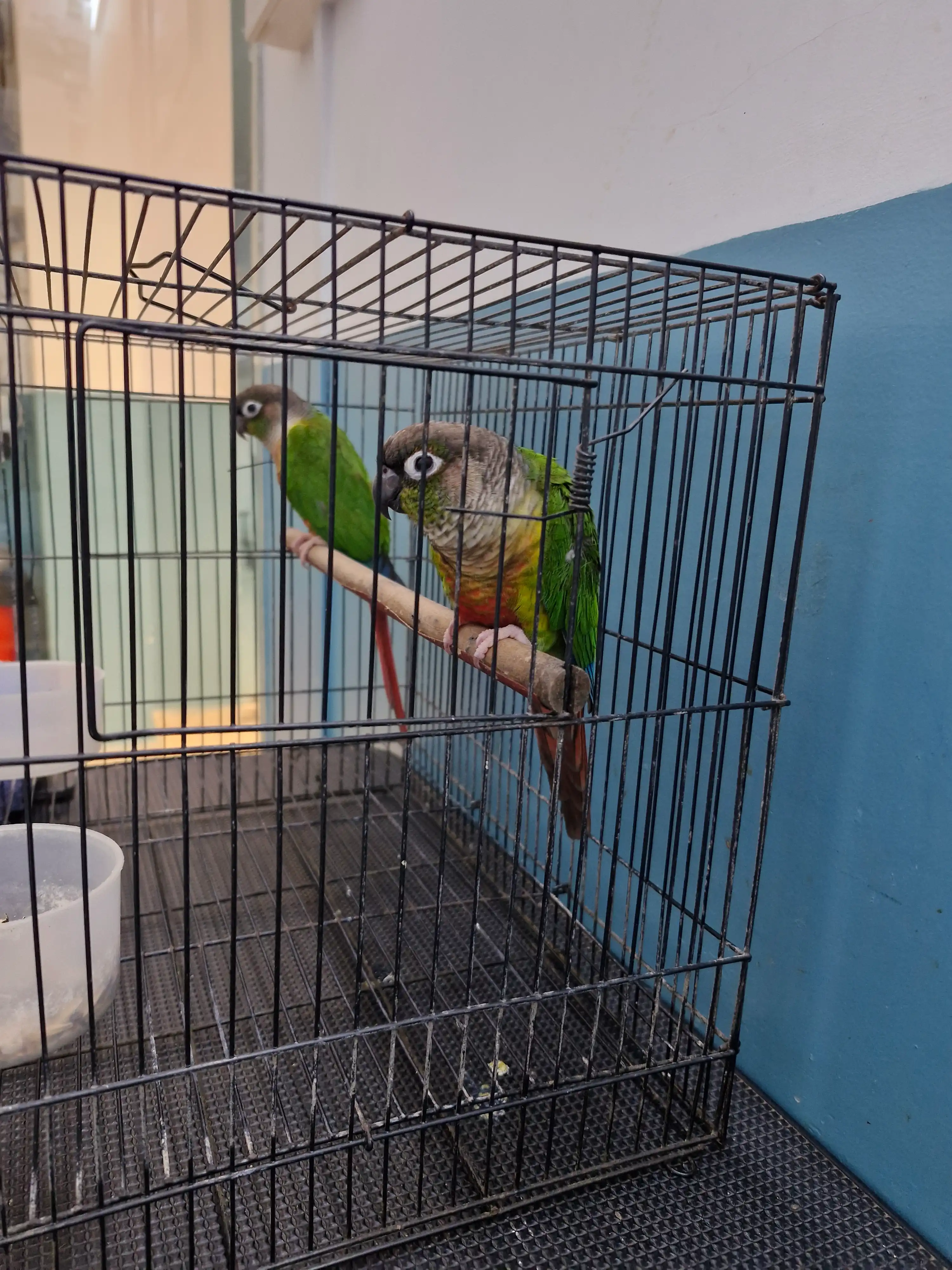 Clinic care setting at Lakshmi Animal Care Clinic, used for Pepper's gut care story