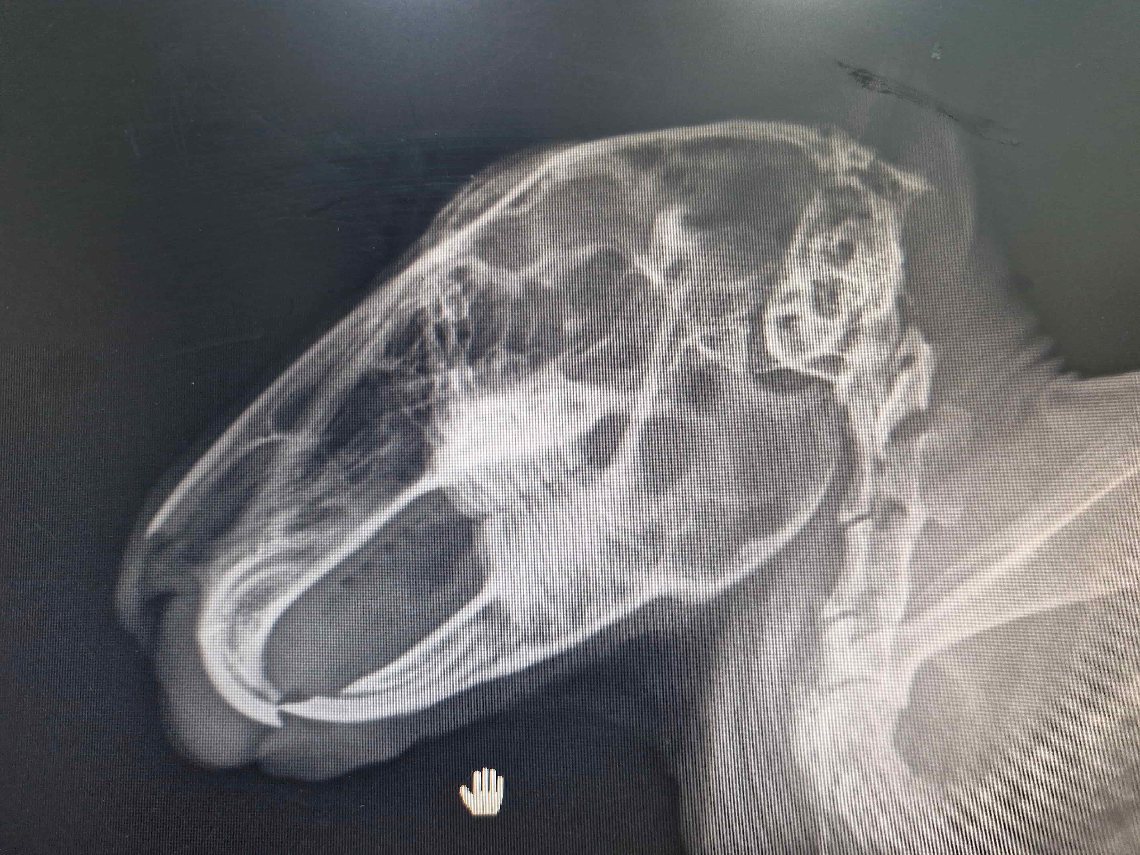 Dentistry care at Lakshmi Animal Care Clinic, used for Mila's dental care story
