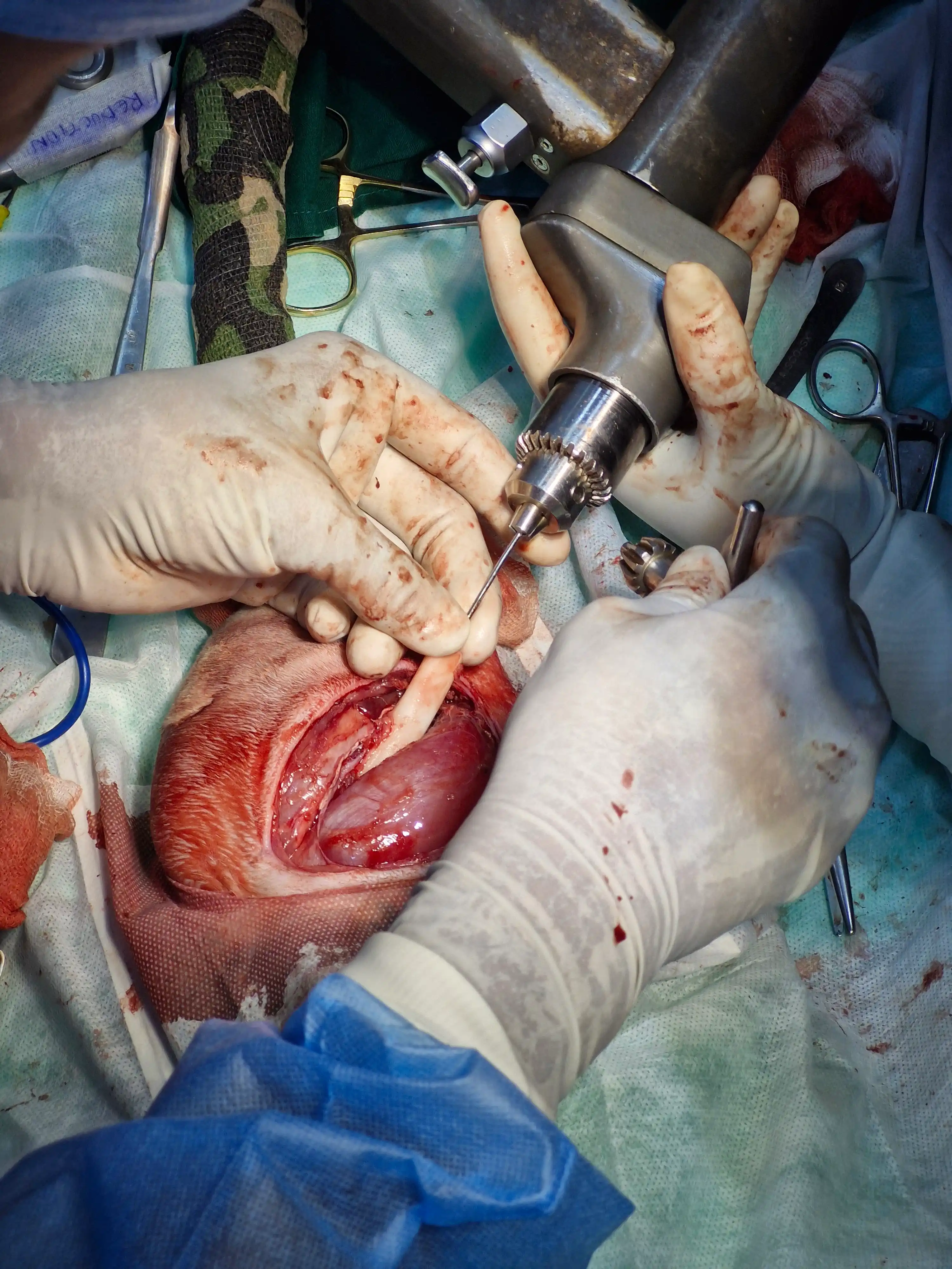 Surgery care at Lakshmi Animal Care Clinic, used for Oreo's foreign-body care story